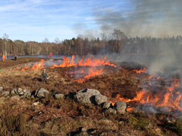 Kontrollerad gr�sbrand. Foto: Kill Persson