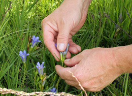 F�ltgentiana. Foto: Gessika Gunnarsson