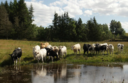 Betesmark med kor i Svingeltorp. Foto: Kill Persson