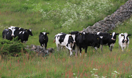 Grevie backar h�lls �ppna med betesjur. Foto: Kill Persson