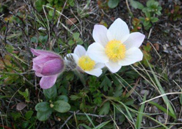 Mosippan gynnas av br�nning. Foto: Kill Persson