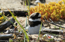 St�rre strandpipare. Foto: Kill Persson