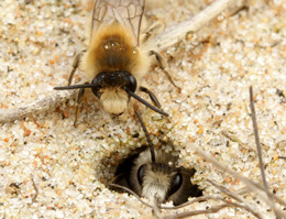 V�rsidenbi. Foto: Kill Persson